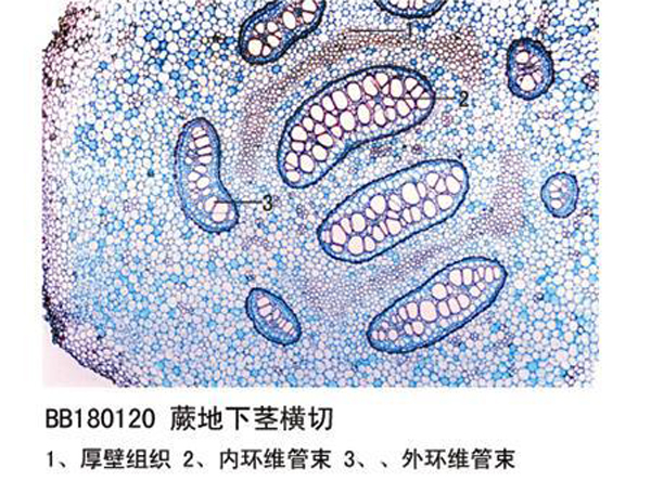 蕨地下莖橫切