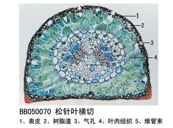 松針葉橫切