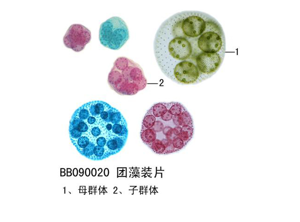 團(tuán)藻裝片
