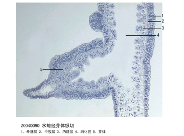水螅經(jīng)芽體縱切