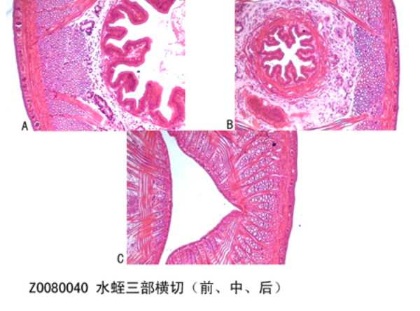 水蛭三部橫切（前、中、后）
