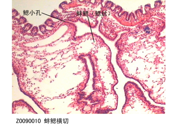 蚌鰓橫切