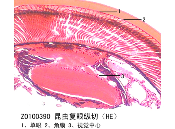 昆蟲復(fù)眼縱切