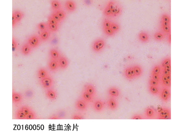 蛙血涂片