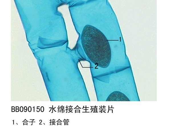 水綿接合生殖裝片