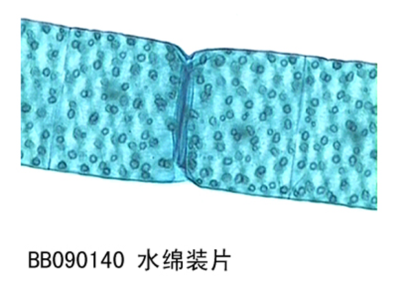 水綿裝片