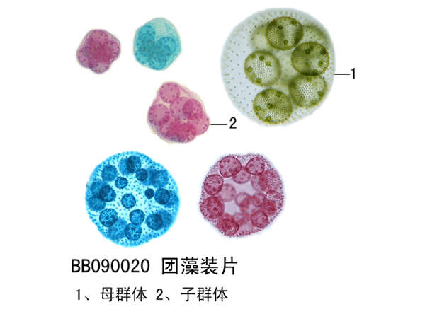 團(tuán)藻裝片