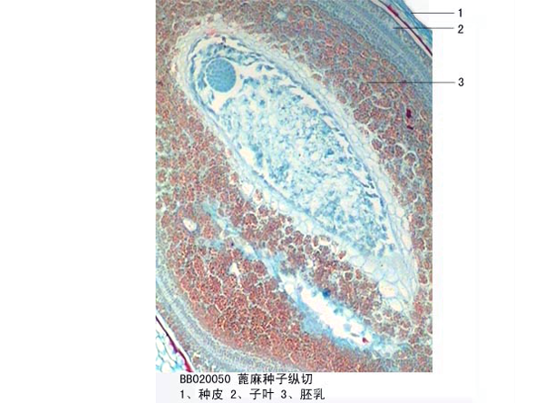 商麻種子縱切