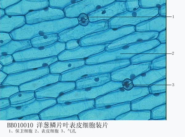 洋蔥鱗片葉表皮細(xì)胞裝片