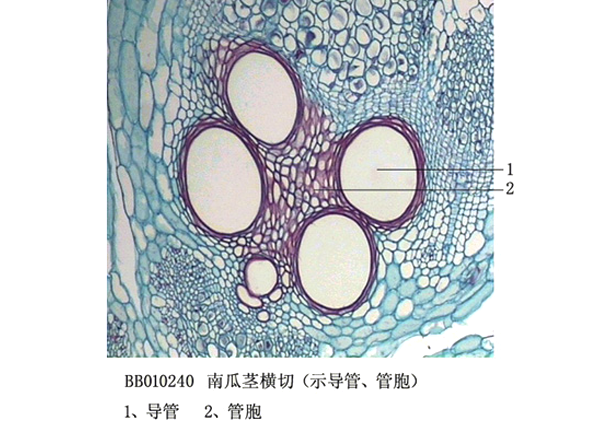 舟瓜莖橫切（示導(dǎo)管、管胞)