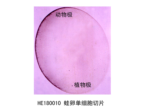 胚胎學(xué)部分