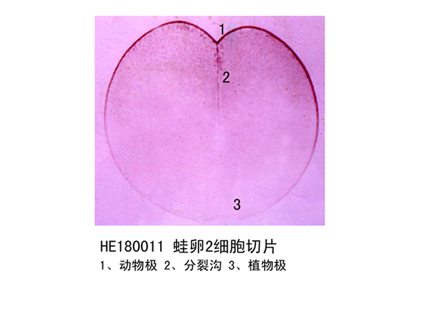 胚胎學(xué)部分