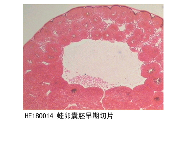胚胎學(xué)部分