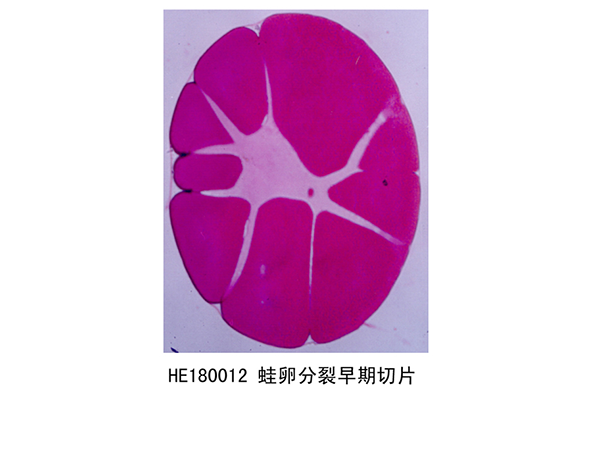 胚胎學(xué)部分