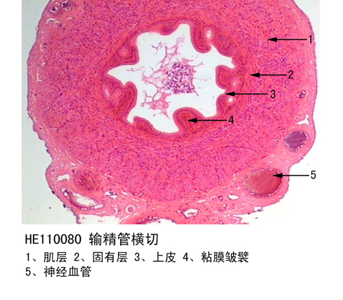 生殖系統(tǒng)