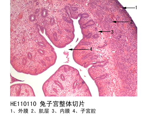 生殖系統(tǒng)