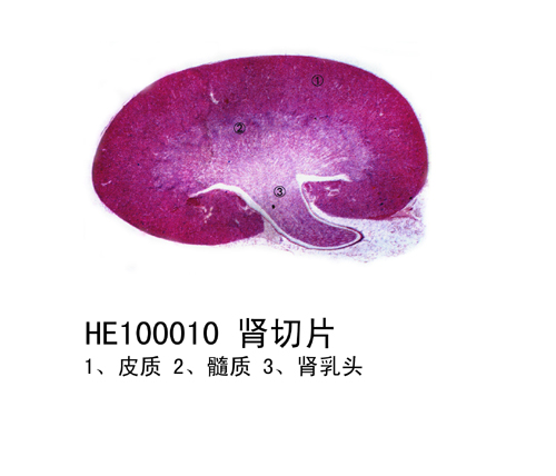 泌尿系統(tǒng)