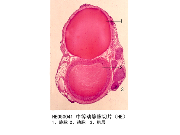 循環(huán)系統(tǒng)