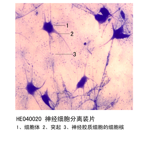 神經(jīng)組織和系統(tǒng)