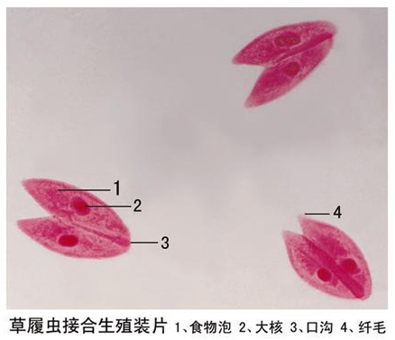 生物切片在教學中的廣泛應用
