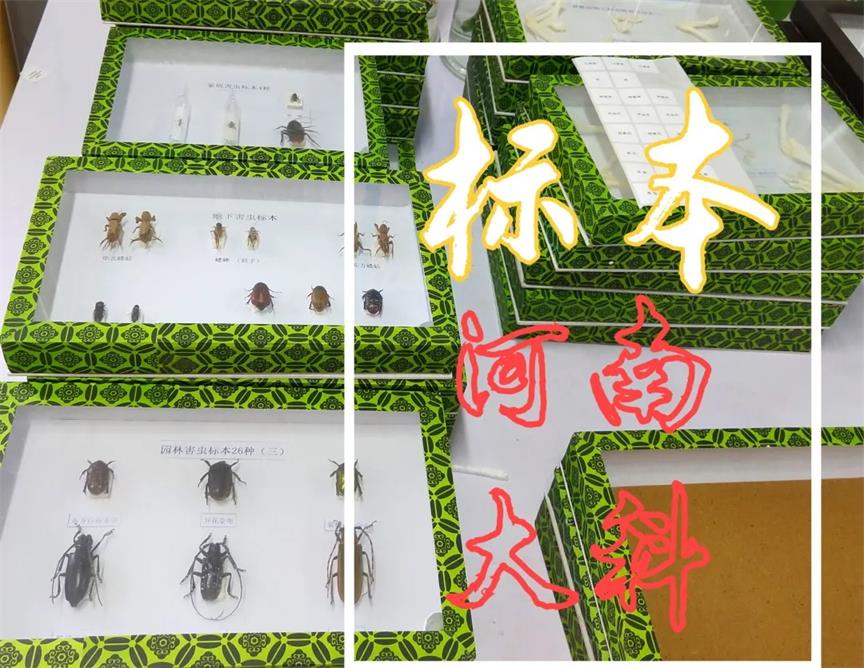 簡單制作生物標本、切片的方法