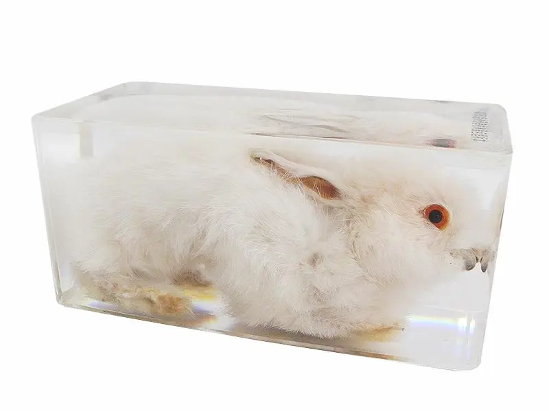 動物標本制作好怎么保存